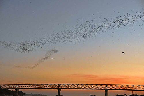 bats streaming from cave-AsiaPhotoStock