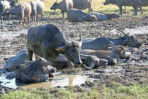 buffalo and lots of flies-AsiaPhotoStock