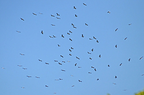 hundreds of open bill storks-AsiaPhotoStock