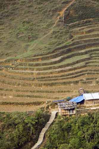 cat cat rice terraces-AsiaPhotoStock