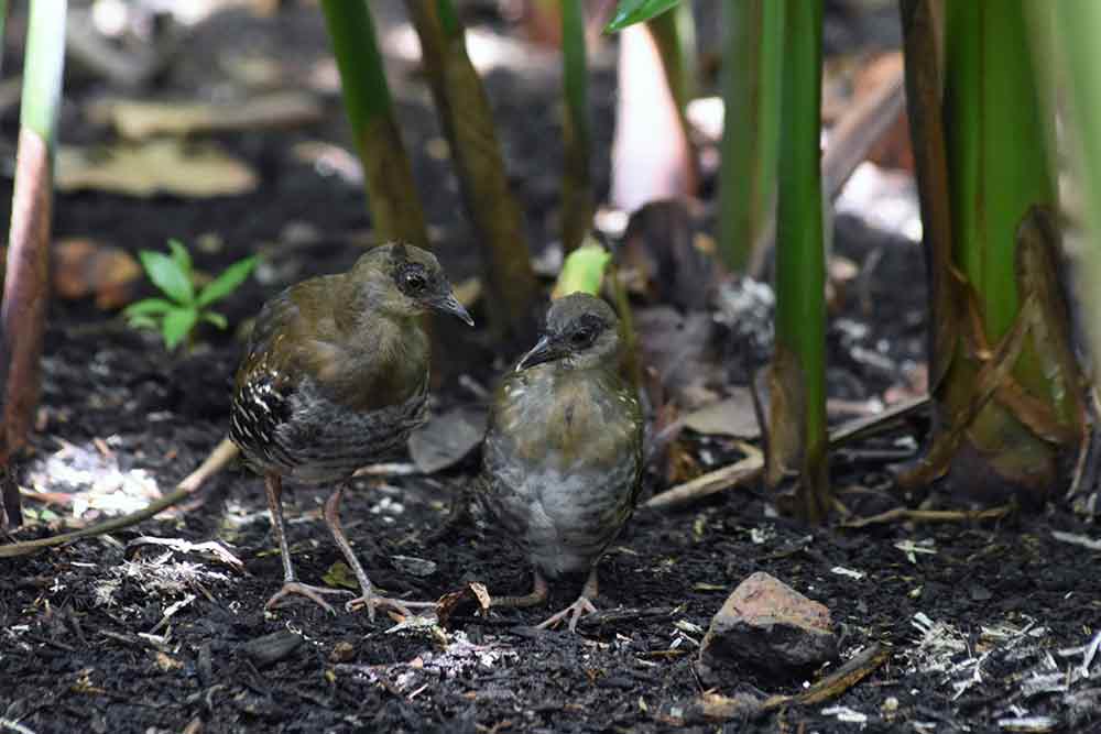 juvenile red lake crakes-AsiaPhotoStock