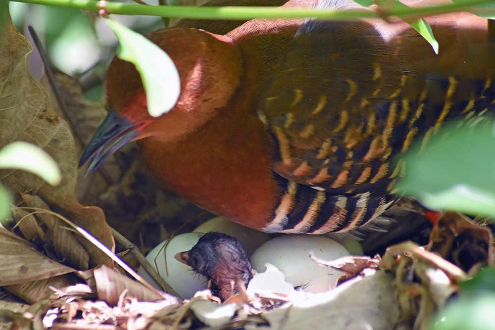 red legged crake baby-AsiaPhotoStock