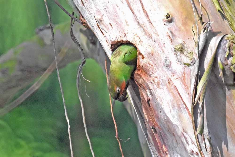 exiting nest-AsiaPhotoStock