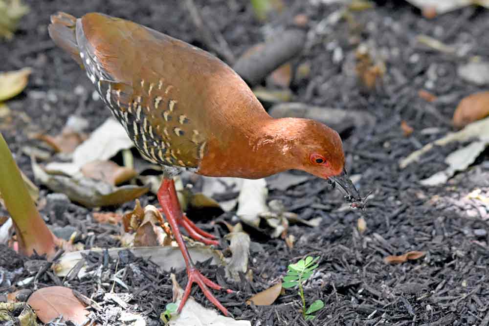 red legged crake feeding-AsiaPhotoStock