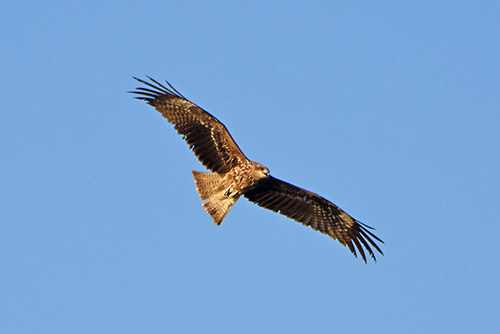 black kite myanmar-AsiaPhotoStock