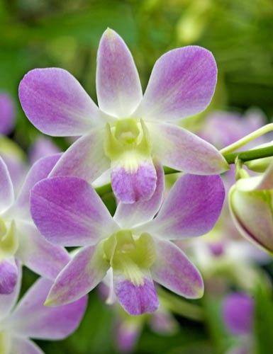 dendrobium lucian pink-AsiaPhotoStock