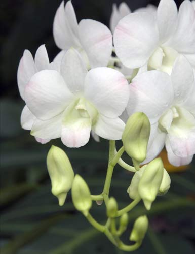 dendrobium sakura-AsiaPhotoStock