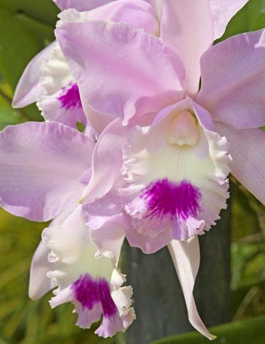 August - Cattleya-AsiaPhotoStock