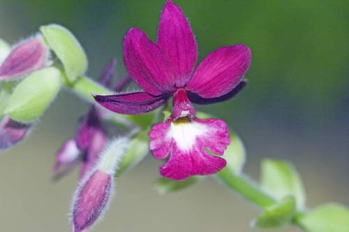 Calanthe_5 oaks-AsiaPhotoStock