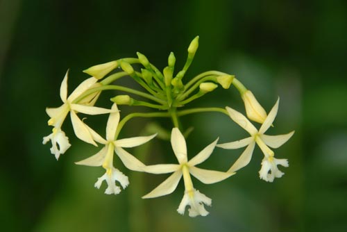 ipidendrum hyb-AsiaPhotoStock