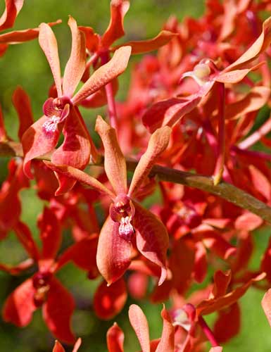 renanstylis azimah-AsiaPhotoStock