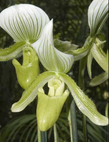 paphiopedilum maudiae-AsiaPhotoStock