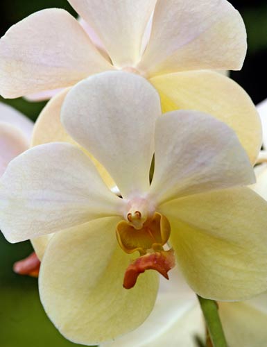 February - Vanda Hybrid-AsiaPhotoStock