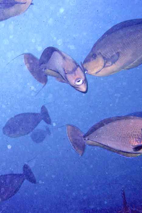 Fish kissing-AsiaPhotoStock