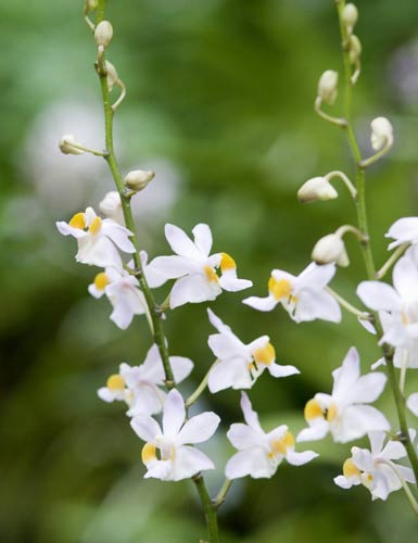 doritis pulcherrima-AsiaPhotoStock