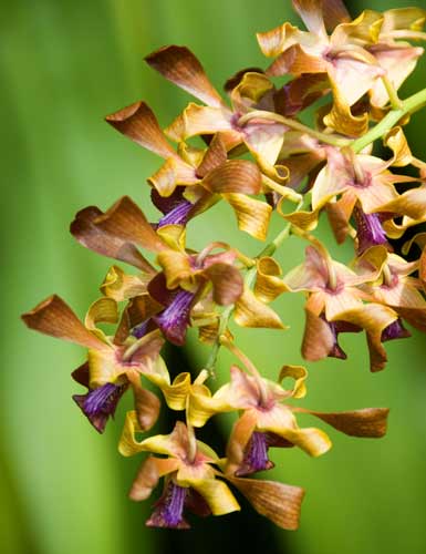 dendrobium marina-AsiaPhotoStock