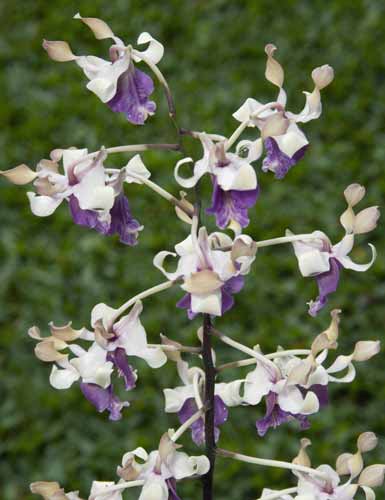 dendrobbium pink lip hybr-AsiaPhotoStock