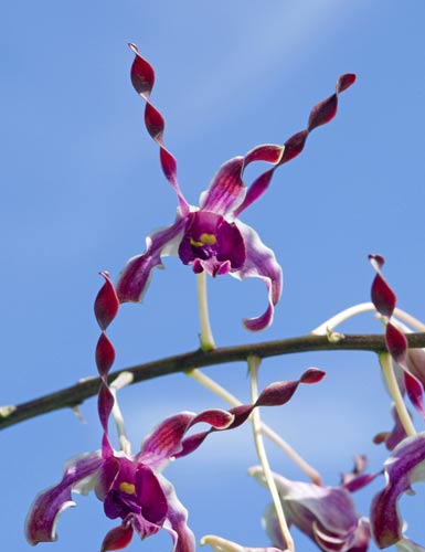 dendrobrium maggie-AsiaPhotoStock