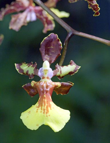 May - Oncidium-AsiaPhotoStock