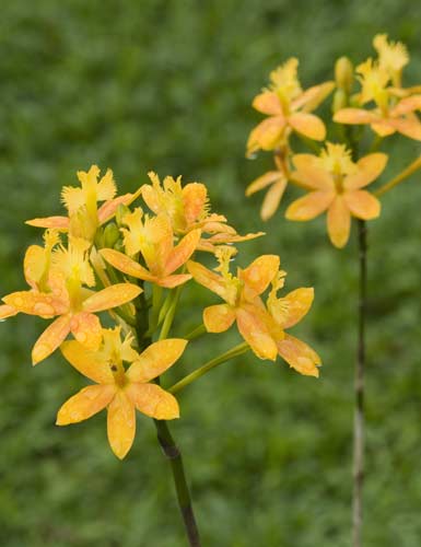 ipidendrum lion mane-AsiaPhotoStock