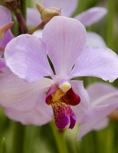 Nov - Vanda John Clubb-AsiaPhotoStock