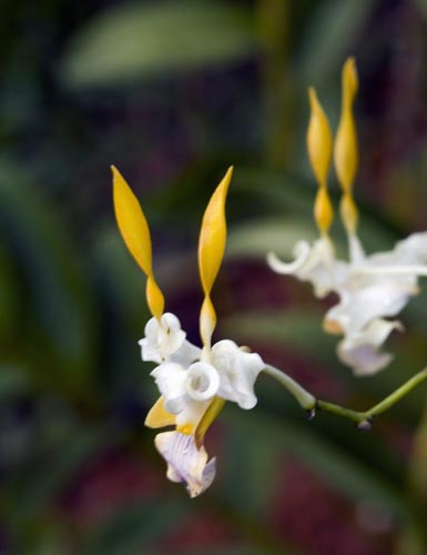 dendrobium tangerinum-AsiaPhotoStock