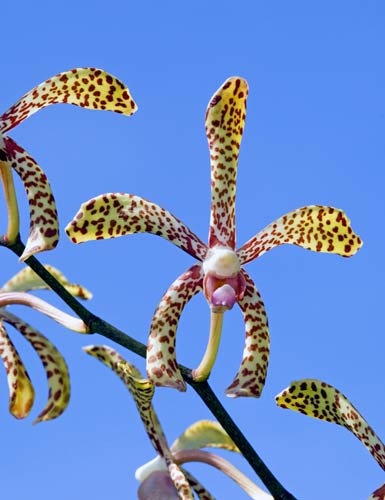 October - Bertha Braga-AsiaPhotoStock