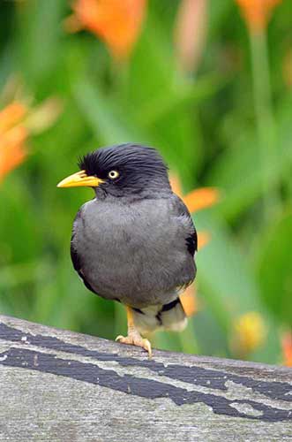 one legged javan mynah-AsiaPhotoStock