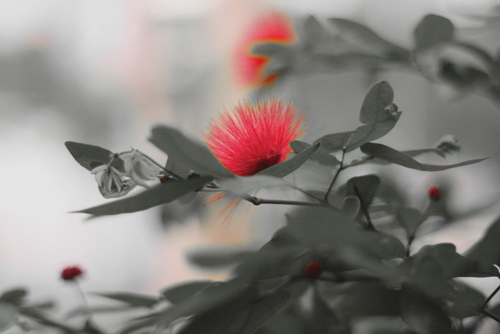 red flower-AsiaPhotoStock