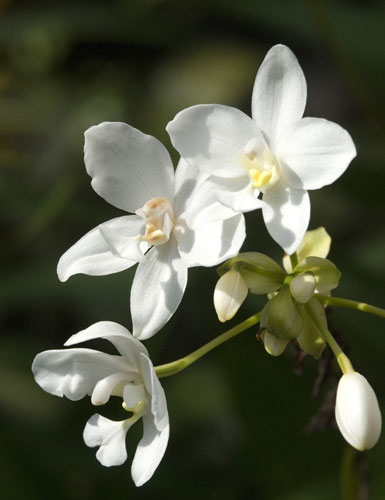 spathoglottis picata-AsiaPhotoStock