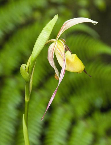 phragmepedum logifolium-AsiaPhotoStock