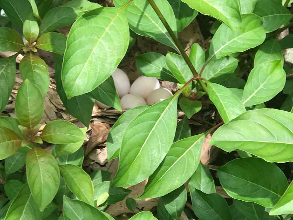 5 red legged crake eggs-AsiaPhotoStock