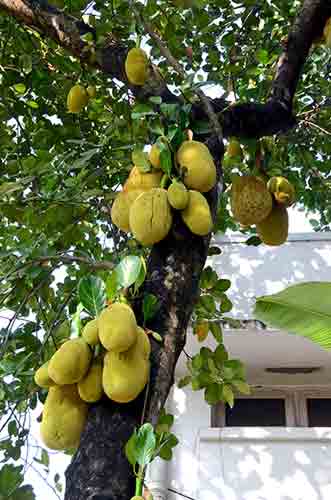 abundance jack fruit-AsiaPhotoStock