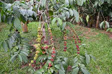 abundant coffee-AsiaPhotoStock