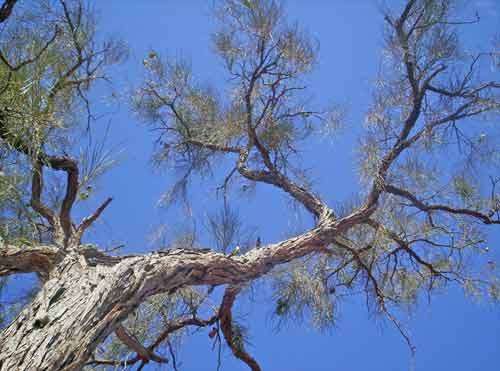 acacia peuce-AsiaPhotoStock