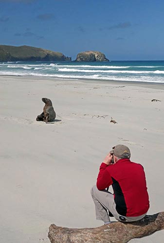 action sea lion-AsiaPhotoStock