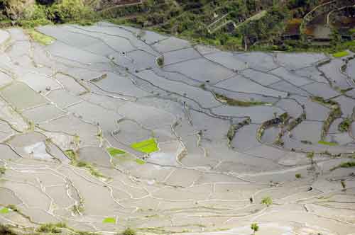 rice_terrace-AsiaPhotoStock