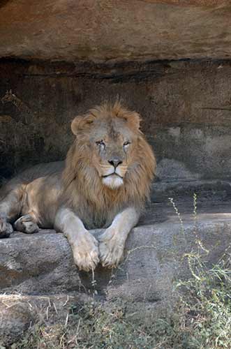 african lion-AsiaPhotoStock