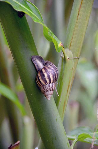 african snail-AsiaPhotoStock