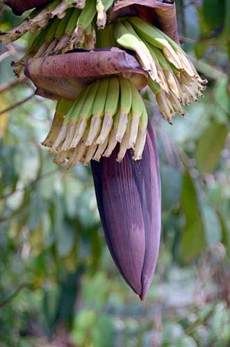 aina banana-AsiaPhotoStock