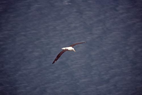 albatross-AsiaPhotoStock