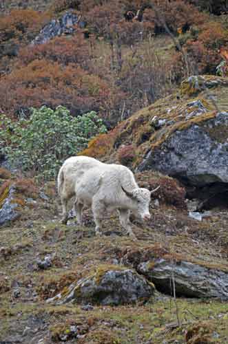 albino yakcow-AsiaPhotoStock