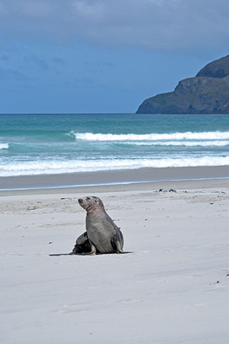 allans beach sea lion-AsiaPhotoStock