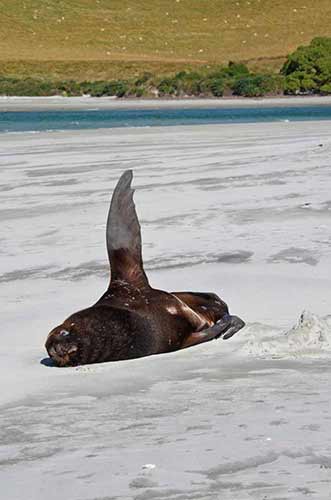 allans sea lion-AsiaPhotoStock