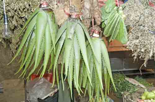 aloe vera-AsiaPhotoStock