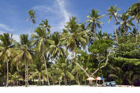 alona palm trees-AsiaPhotoStock