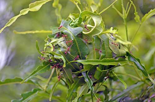 ant nest-AsiaPhotoStock