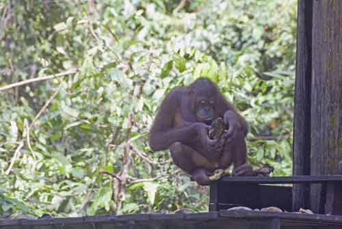 orangutan-AsiaPhotoStock