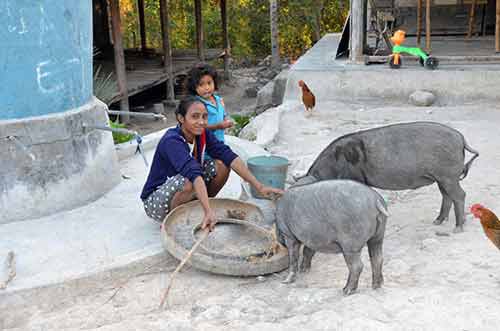 pigs praiyawang-AsiaPhotoStock