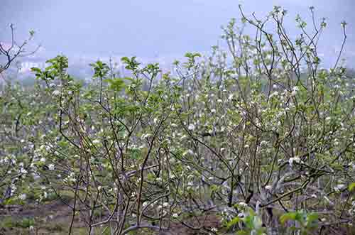 apple blossom-AsiaPhotoStock